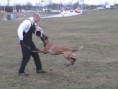 /album/belgicky-ovcak-malinois/a00-05-12-jpg/
