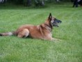 /album/belgicky-ovcak-malinois/assis06-jpg/