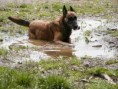/album/belgicky-ovcak-malinois/assislouze4-jpg/