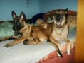 /album/belgicky-ovcak-malinois/pict0003-jpg/