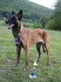 /album/belgicky-ovcak-malinois/pict0016-jpg/