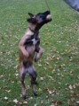 /album/belgicky-ovcak-malinois/pict0020-jpg/
