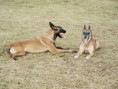 /album/belgicky-ovcak-malinois/pict0038-jpg/