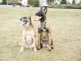 /album/belgicky-ovcak-malinois/pict0044-jpg/