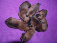 /album/belgicky-ovcak-malinois/stormistata3-gif/