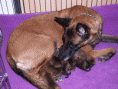 /album/belgicky-ovcak-malinois/stormistata7-gif/