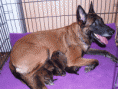 /album/belgicky-ovcak-malinois/stormistata5-gif/